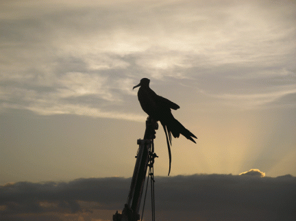 Frigate-Bird-on-RIB-Hoist